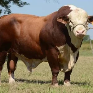 Sapi Limosin